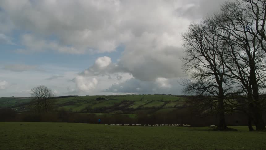 Sheep running across a vast field on a partly cloudy day