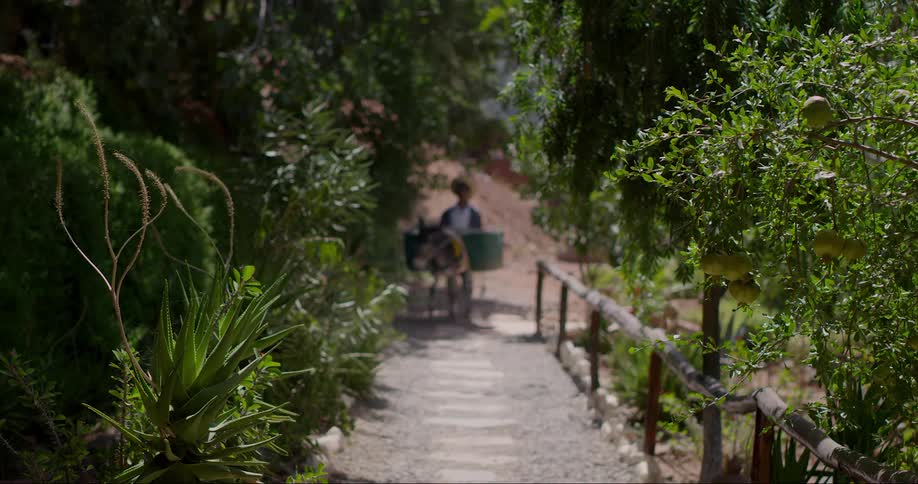 Man encourages burro carrying containers to move toward a wooden bridge
