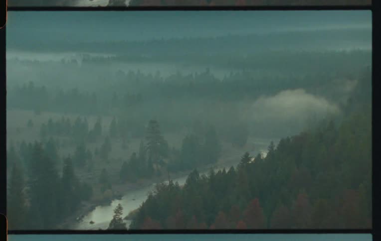 Aerial view of a dense coniferous forest and a wide river