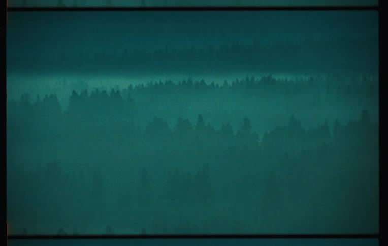 Dense forest with fog