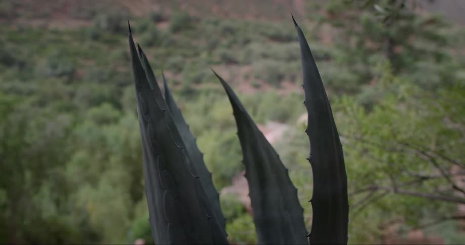 Closeup of a thorny plant in a sparsely vegetated area