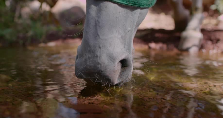 A horses muzzle drinking from a shallow pool of water