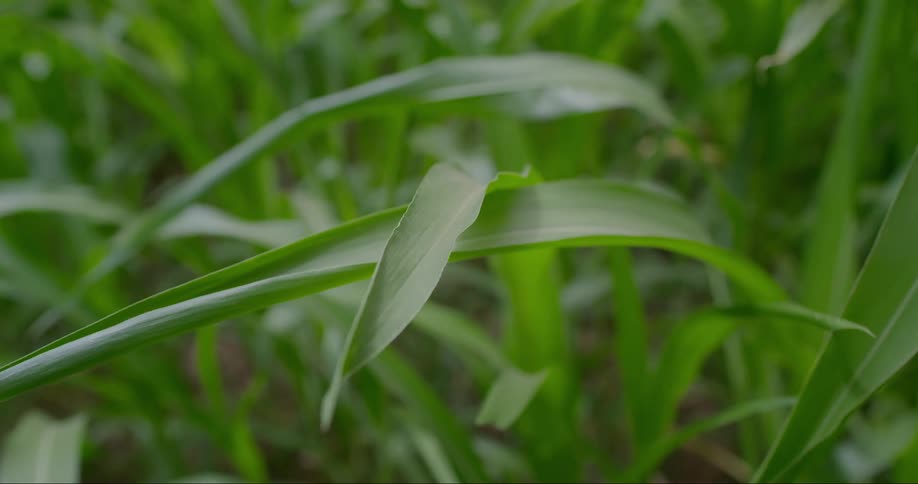 Tall green grass blades with visible dew drops