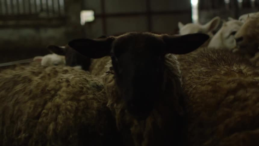 Sheep of different sizes inside the ranch feeding