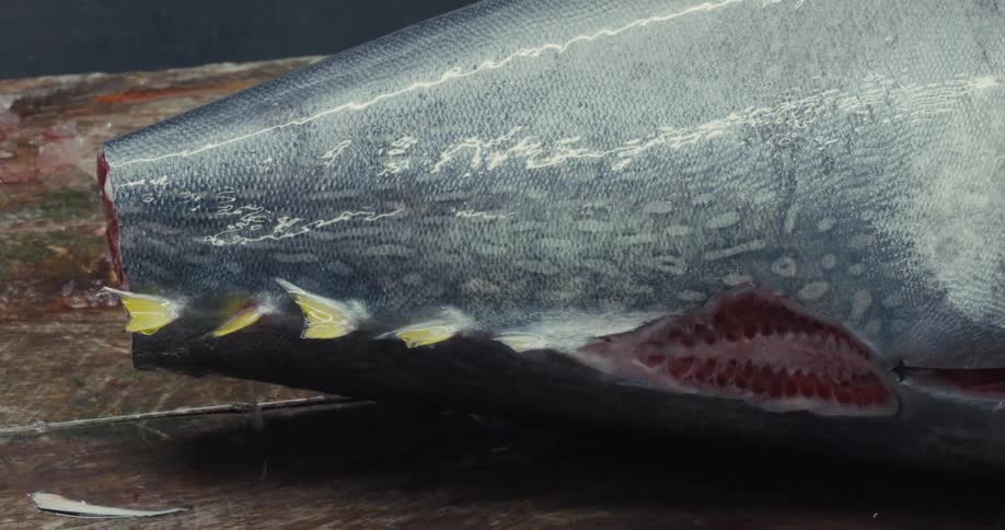 A closeup of a large tuna fish being prepared for cutting