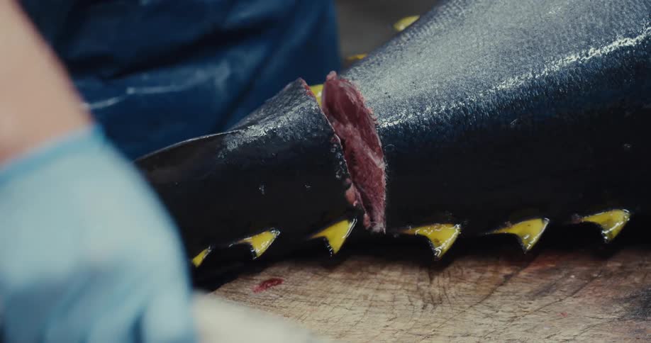 Hand with gloves holding a knife and cutting the tail off a fresh fish