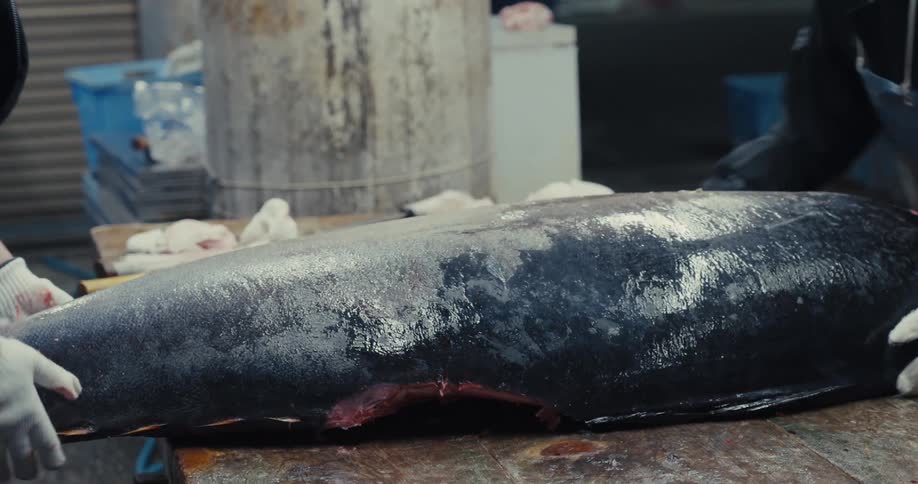Two people with gloves turning a large fresh tuna
