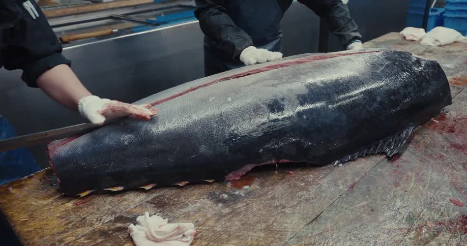 Two individuals wearing gloves handle a large tuna fish on a table during the filleting process