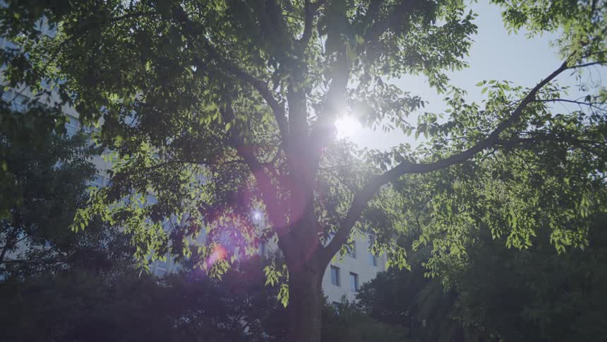 The sun shines through the foliage of a large tree in a forest