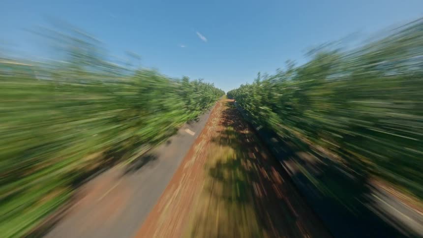 A dramatic high-speed FPV aerial shot where the camera flies through a row of blueberry bushes, with the surrounding rows blurring by in motion.