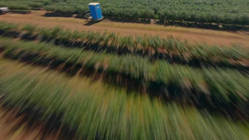 An aerial revealing clip of a farm, blueberry rows pass by in quick motion.