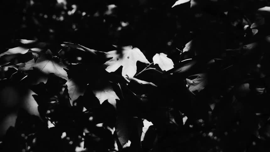 A black and white image of a close up of a tree with leaves blowing in the wind