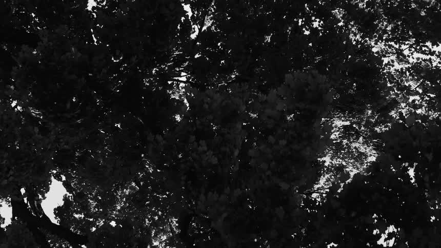 Trees growing in a forest in summer