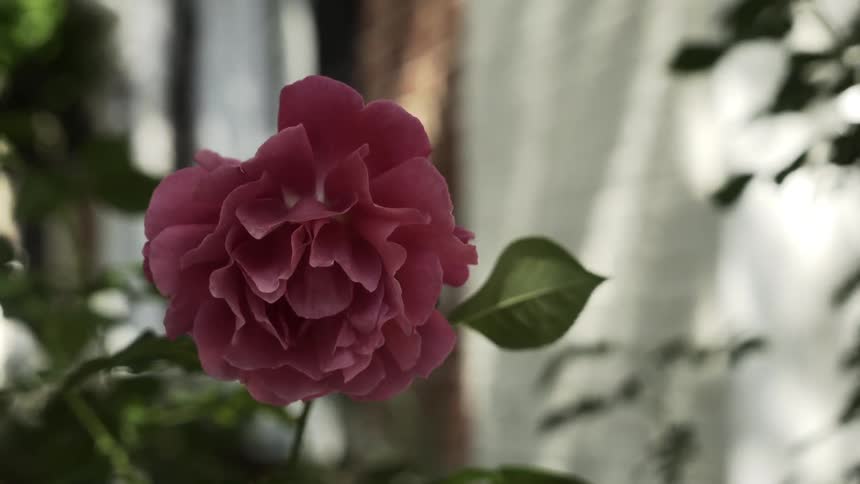 A single flower is around the plants