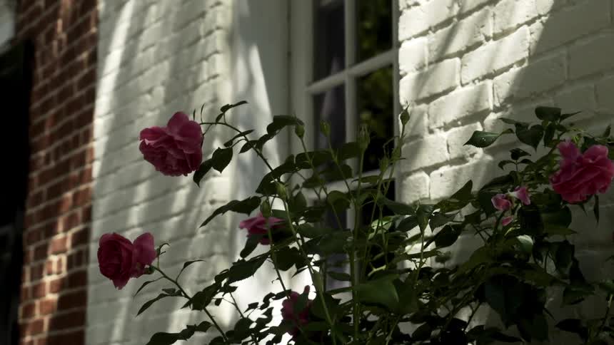 A clip of a flower plant close to the painted house wall