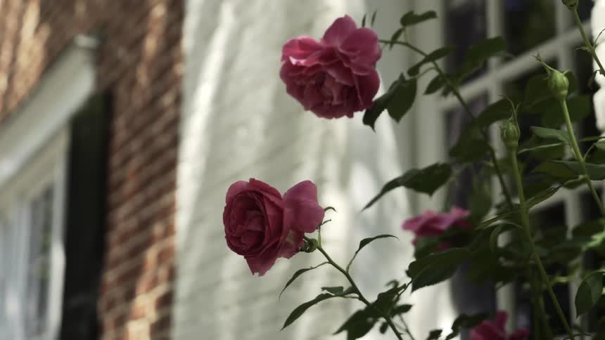Pink roses grow outside of a large house in the suburbs