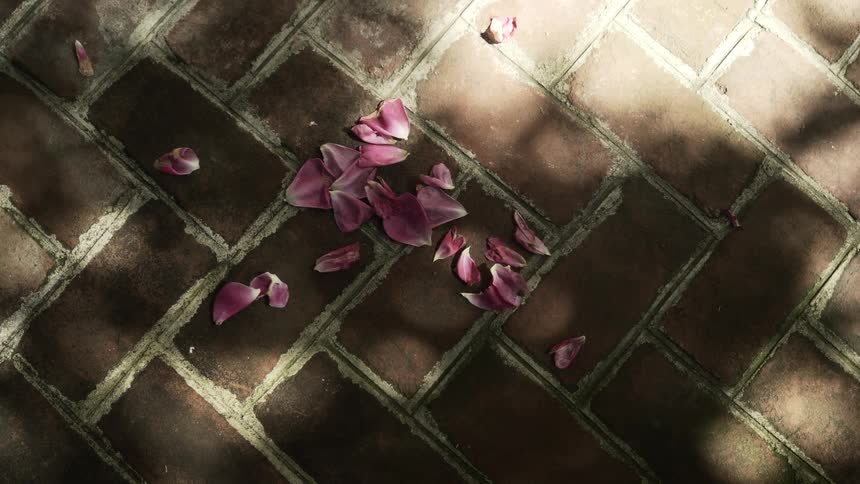 A clip of fallen petals on the floor