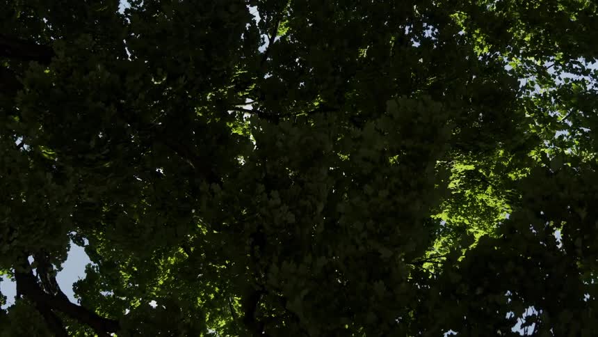 Tree with green leaves against a blue sky