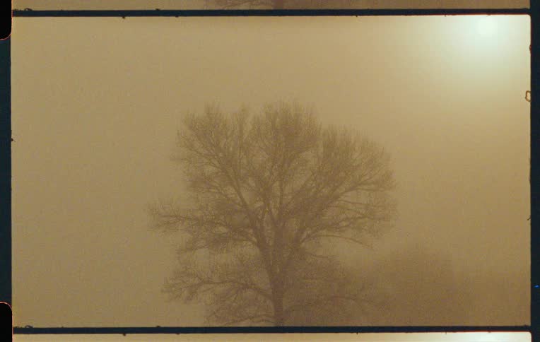 A tree with bare branches standing in a dense fog silhouetted against the foggy background