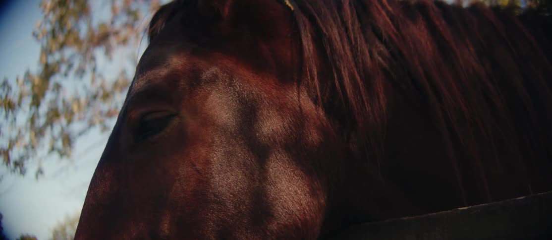 Face of a brown horse beneath a tree