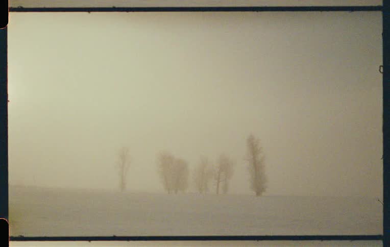 Trees in a snowy environment on a foggy day