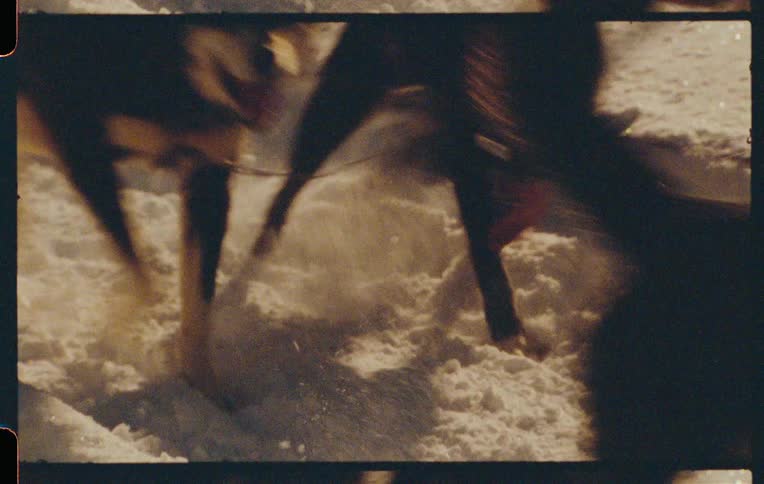 A team of sled dogs harnessed and pulling a sled race through a snowy landscape under a bright sun