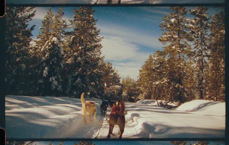 Siberian dogs tied to ropes walking along a trail surrounded by snow and conifers