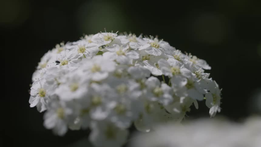 Close up of a white flower