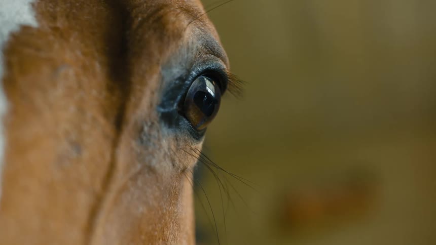 Closeup of the eye of a brown horse with a white streak