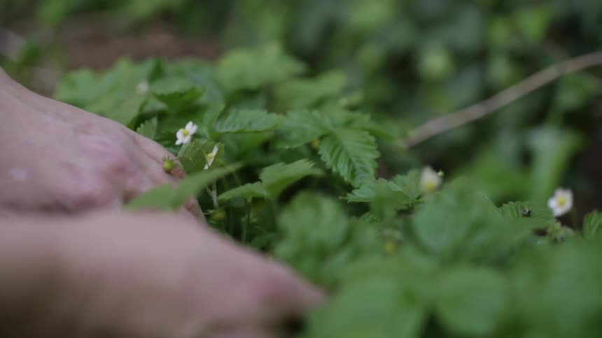 Hands of a person pulling weeds from flowers in the garden