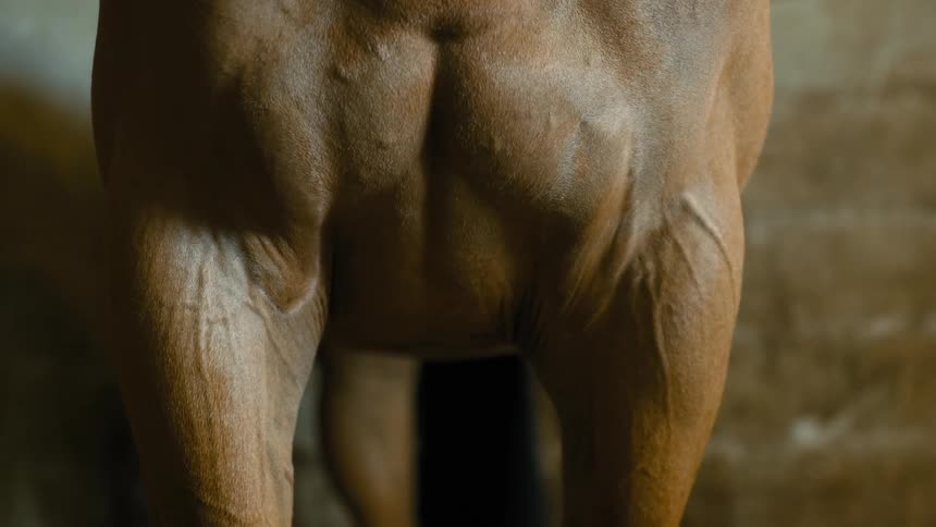 Close up of the underside of a horses legs