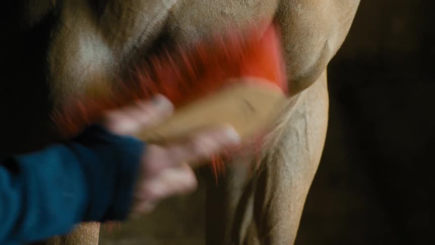 Person cleaning a horses chest and legs