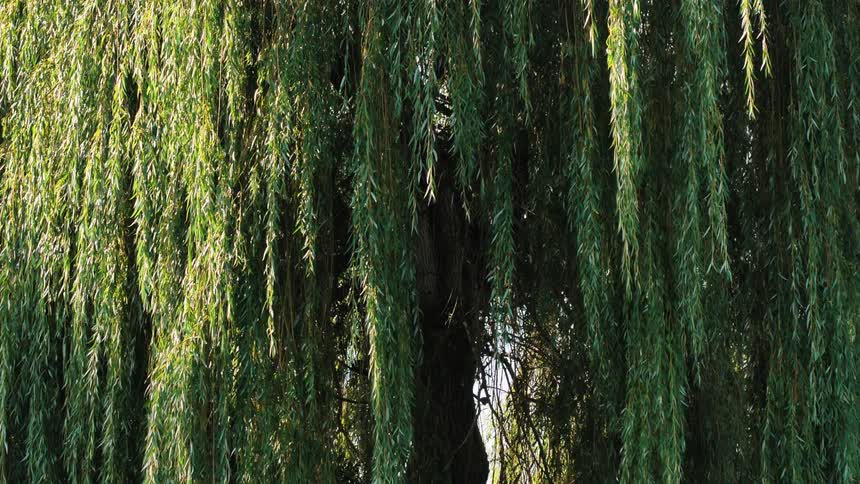 A weeping willow tree with long cascading branches and lush green leaves creating a sense of tranquility and elegance