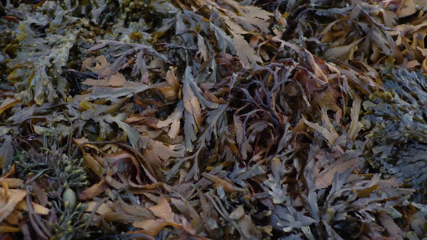 The rotted leaves are under the sun
