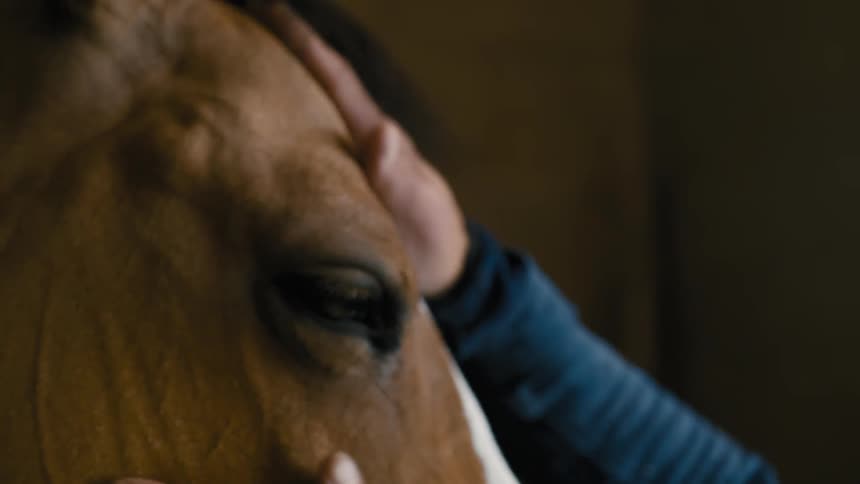 Hands of a person stroking a horses face