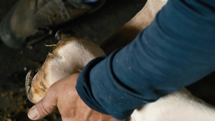 A veterinarian uses a brush to clean off an animals hoof