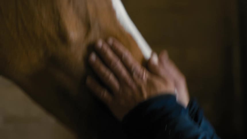 Hands of a person stroking the nose and face of a horse