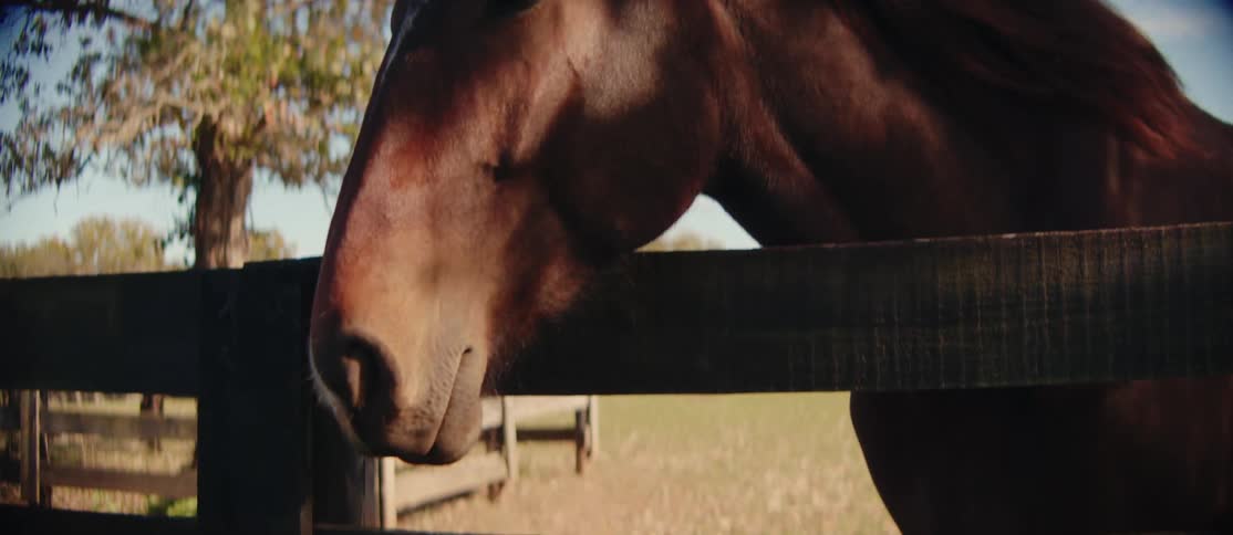 Brown horse under a tree and in a fence