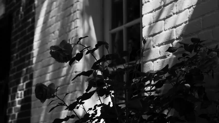 Flowers are on the side of the home