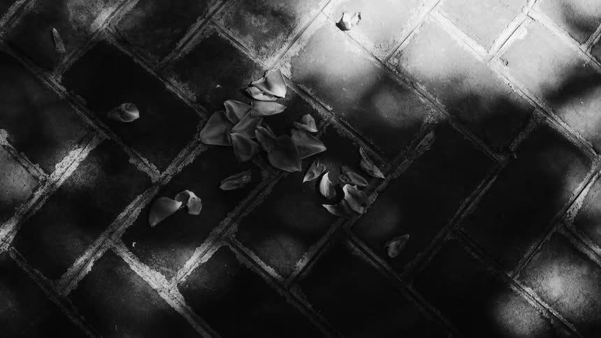A black and white close up of a brick patio with scattered flower petals
