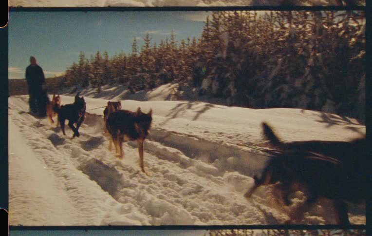 A man is being pulled on a sled by dogs