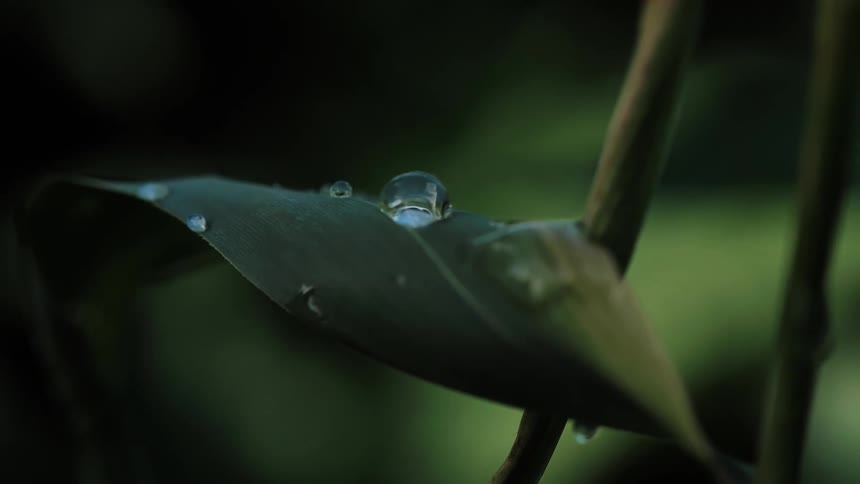 Water drips from the drop of water on the leaf