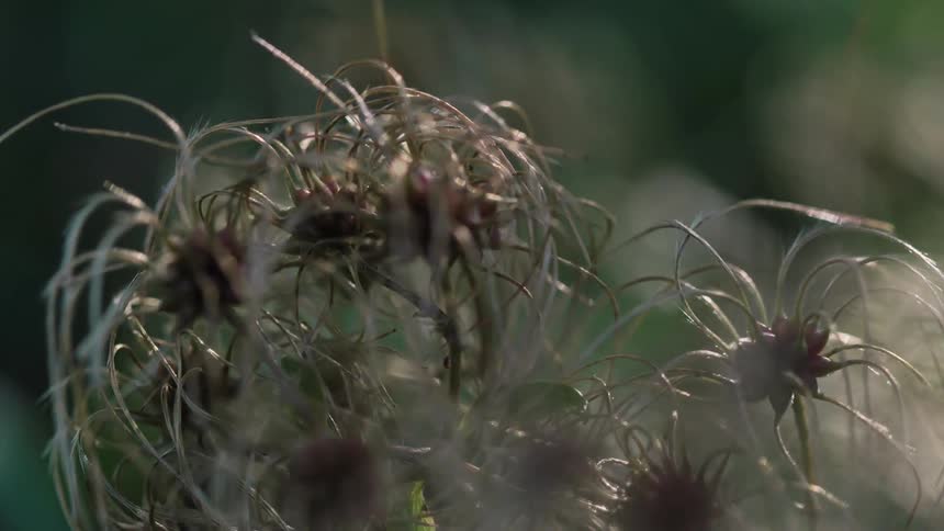 Closeup of several dandelion seeds