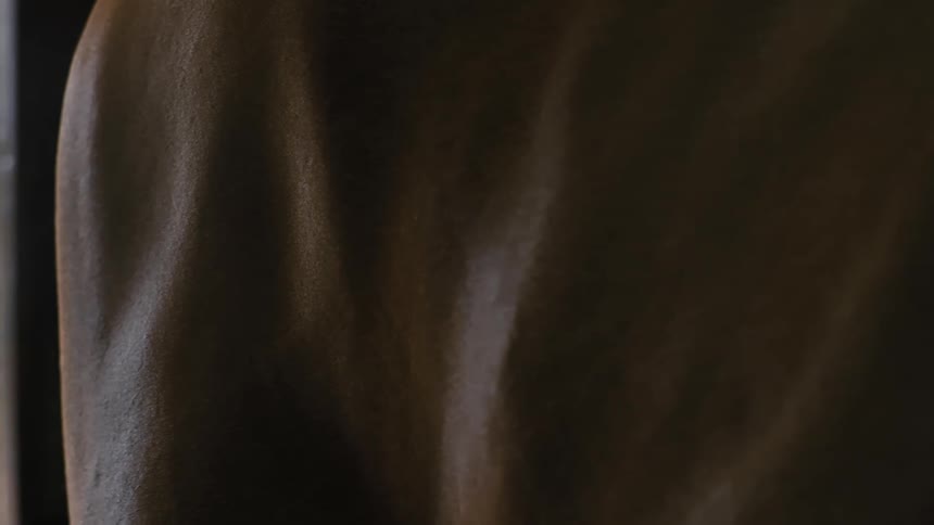 Closeup of the side of a brown horse
