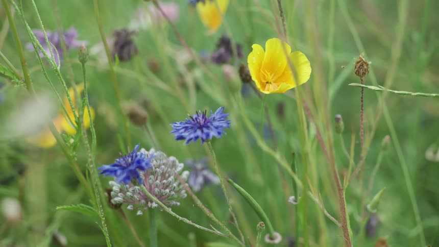 A clip of flowers in a garden