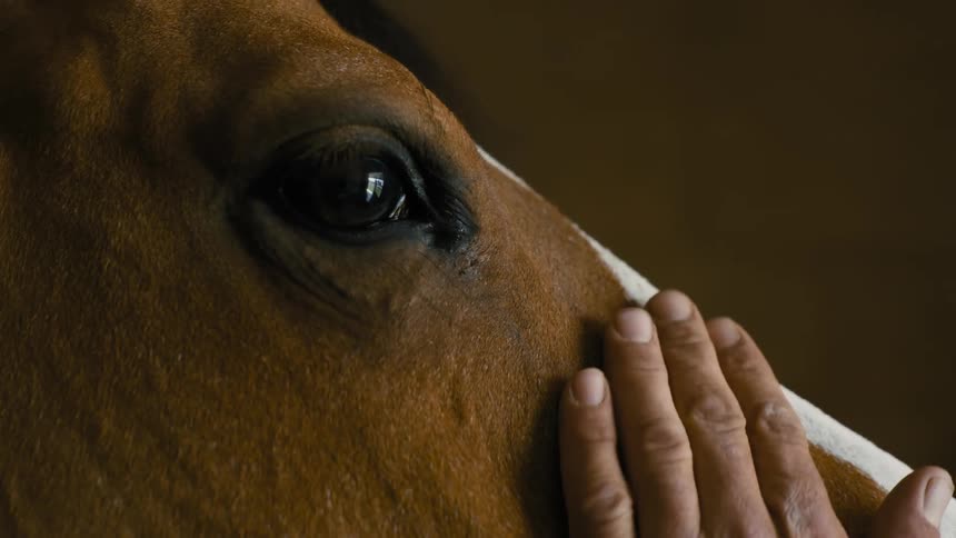 Hand stroking a horses face