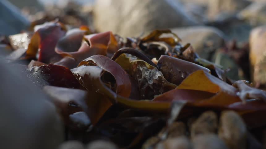 Seaweed sits on the rocks