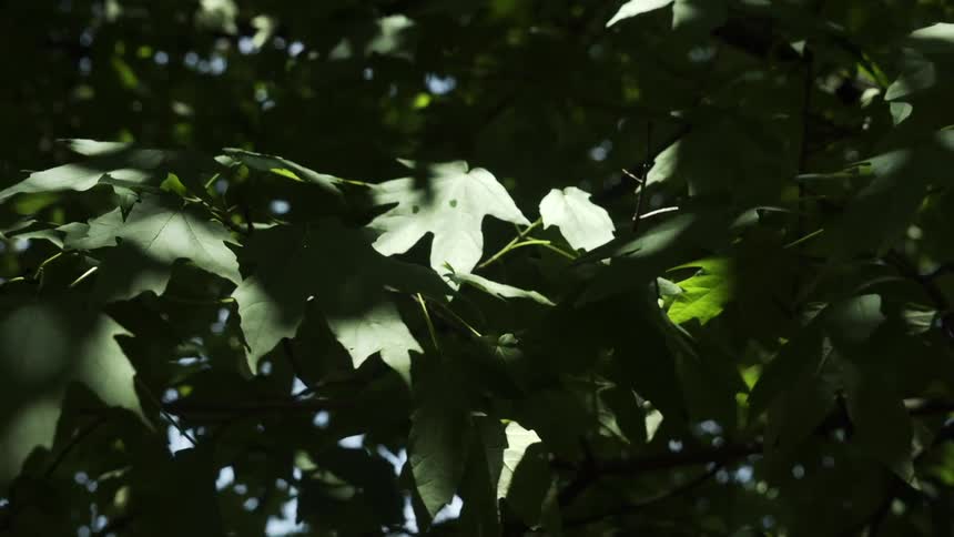 Close up of green leaves on tree branches with sun reflection