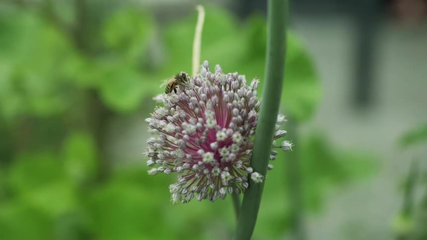 Bee perched on a spherical lilac flower standing out against a blurred background