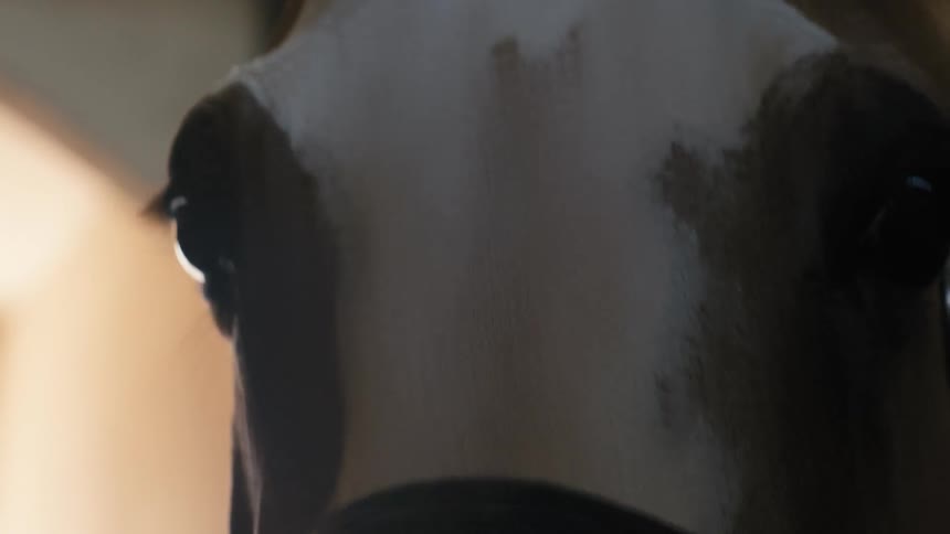 Close up of a horses face with a brown and white coat